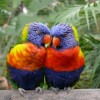 pappagalli colorati.jpg